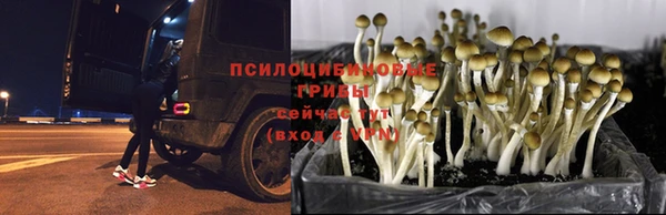 стаф Волоколамск